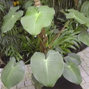 Image of Philodendron rugosum  J.Bogner & G.S.Bunting.