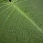 Image of Philodendron rugosum  J.Bogner & G.S.Bunting.