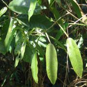 Image of Philodendron seguine ssp. seguine .
