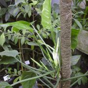 Image of Philodendron sphalerum  Schott.