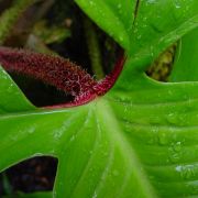 Image of Philodendron squamiferum  Poepp..