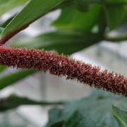 Image of Philodendron squamiferum  Poepp..