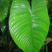 Image of Philodendron tenue  K. Koch & Augustin.