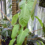 Image of Philodendron ventricosum  Madison.