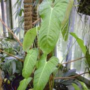 Image of Philodendron ventricosum  Madison.