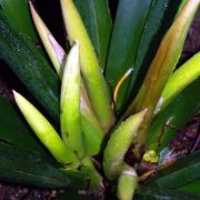 Image of Philodendron wendlandii  Schott.