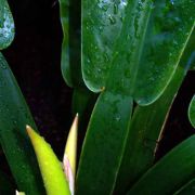 Image of Philodendron wendlandii  Schott.