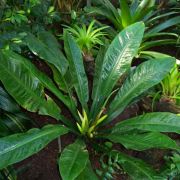 Image of Philodendron wendlandii  Schott.