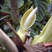 Image of Philodendron wittianum  Engl..