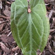 Image of Pinellia cordata  N.E. Br..