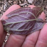 Image of Pinellia cordata  N.E. Br..