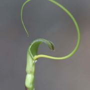 Image of Pinellia cordata  N.E. Br..