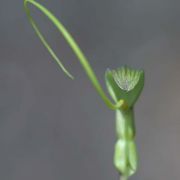 Image of Pinellia cordata  N.E. Br..