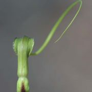 Image of Pinellia cordata  N.E. Br..