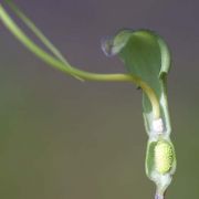 Image of Pinellia cordata  N.E. Br..