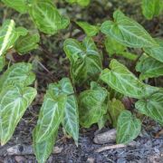 Image of Pinellia cordata  N.E. Br..