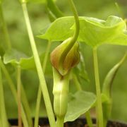 Image of Pinellia cordata  .