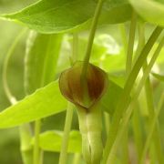 Image of Pinellia cordata  .