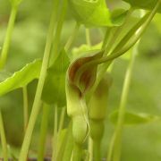 Image of Pinellia cordata  .