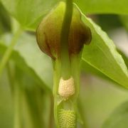 Image of Pinellia cordata  .