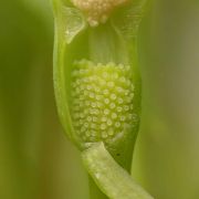 Image of Pinellia cordata  .