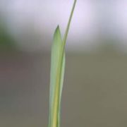 Image of Pinellia pedatisecta  Schott.