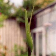 Image of Pinellia pedatisecta  .