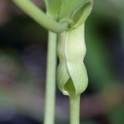 Image of Pinellia peltata  C. Pei.