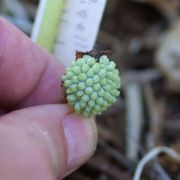 Image of Pinellia peltata  C. Pei.