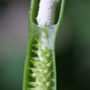 Image of Pinellia ternata  (Thunb.) Makino.