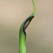 Image of Pinellia ternata  (Thunb.) Makino.