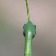 Image of Pinellia ternata  (Thunb.) Makino.