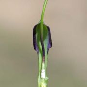 Image of Pinellia ternata  (Thunb.) Makino.