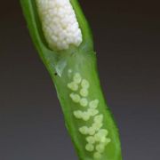 Image of Pinellia ternata  (Thunb.) Makino.