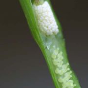 Image of Pinellia ternata  (Thunb.) Makino.