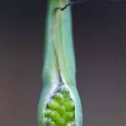 Image of Pinellia ternata  (Thunb.) Makino.