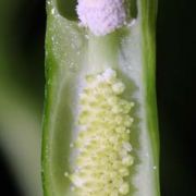 Image of Pinellia tripartita var. atropurpurea Makino.