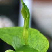 Image of Pinellia tripartita var. atropurpurea Makino.