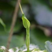 Image of Pinellia tripartita  (Blume) Schott.