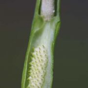 Image of Pinellia tripartita  (Blume) Schott.