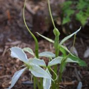 Image of Pinellia tripartita  (Blume) Schott.