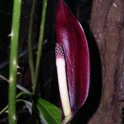 Podolasia stipitata N.E. Brown