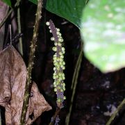 Image of Podolasia stipitata  N.E. Brown.