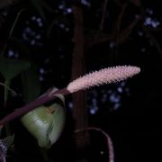 Image of Pothos insignis  Engl..