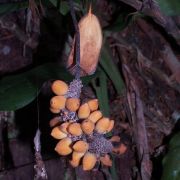 Image of Pothos insignis  Engl..