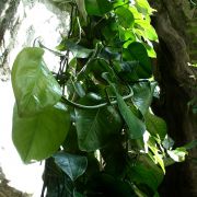 Image of Pothos ovatifolius  Engl..