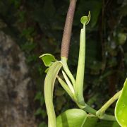 Image of Pothos ovatifolius  Engl..