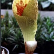 Image of Pseudohydrosme gabunensis  Engl..