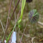 Image of Remusatia pumila  (D. Don) Heng Li & A. Hay.