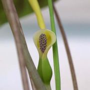 Image of Remusatia pumila  (D. Don) Heng Li & A. Hay.